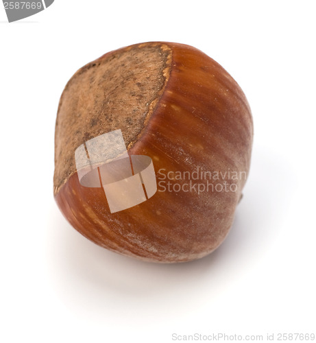 Image of hazelnut isolated on white background