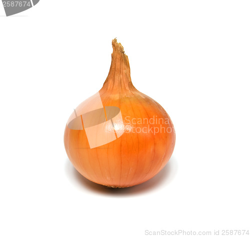 Image of onion isolated on white background