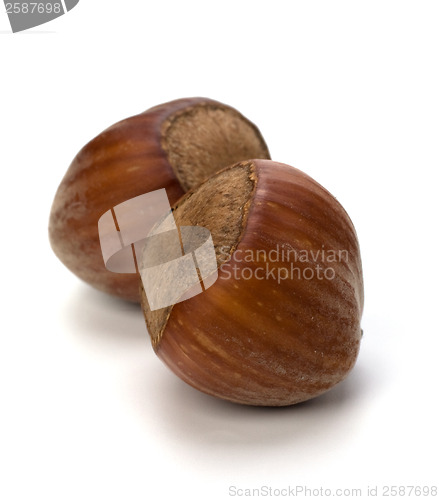 Image of hazelnuts isolated on white background