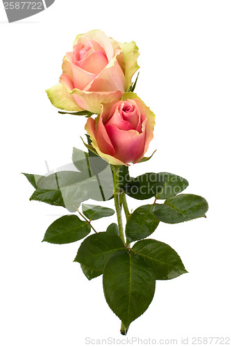 Image of Beautiful roses   isolated on white background 