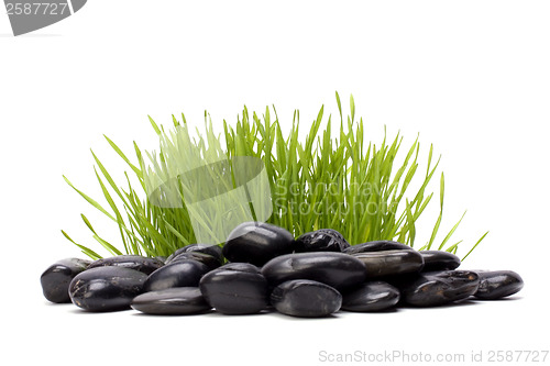 Image of grass and stones isolated on white background