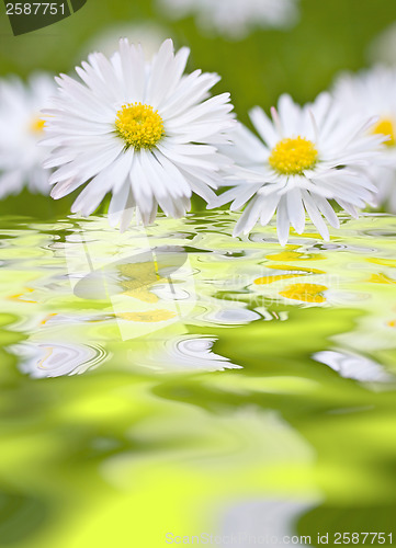 Image of Beautiful daisies 