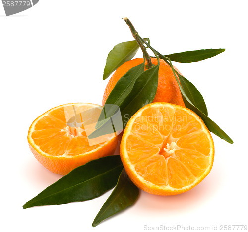 Image of Tangerines