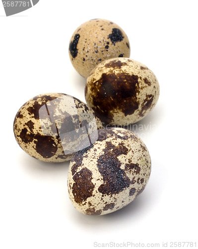 Image of quail eggs