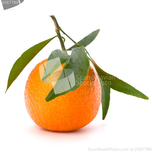 Image of tangerine i