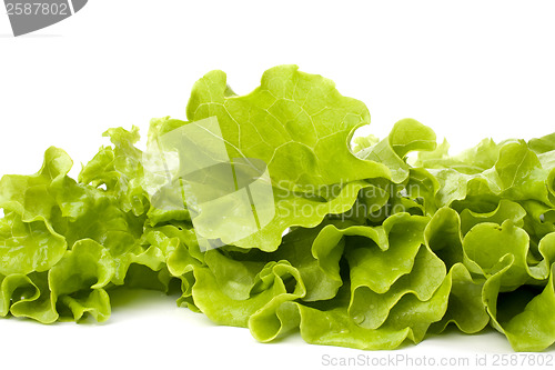 Image of Lettuce salad isolated on white background