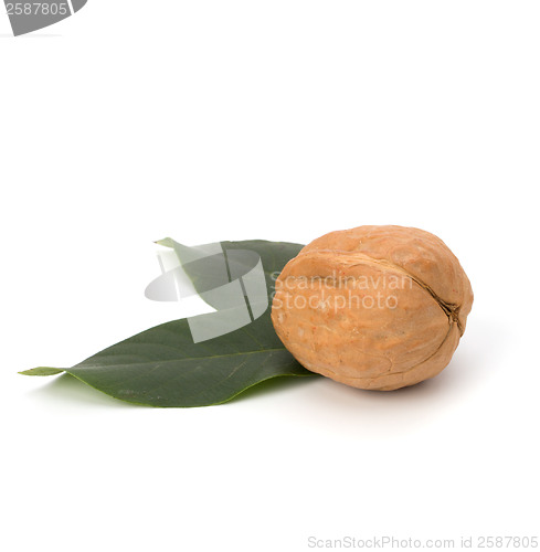 Image of  walnut 