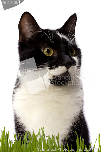 Image of cat in grass isolated on white background