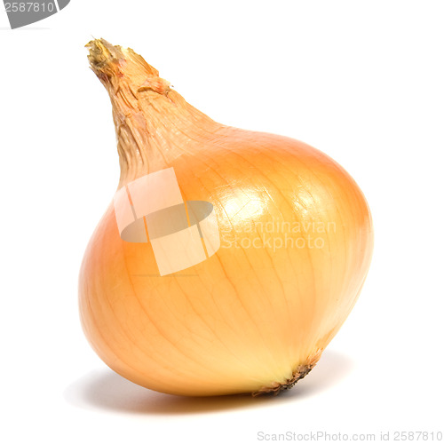 Image of onion isolated on white background