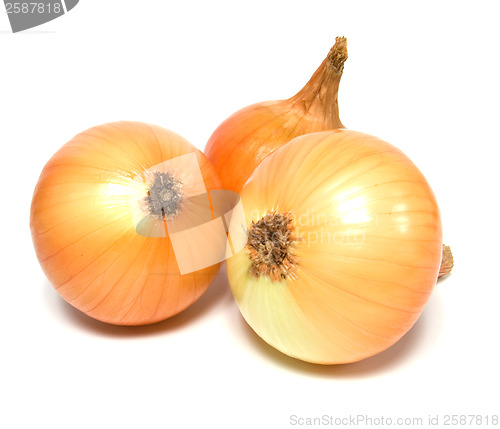 Image of onion isolated on white background