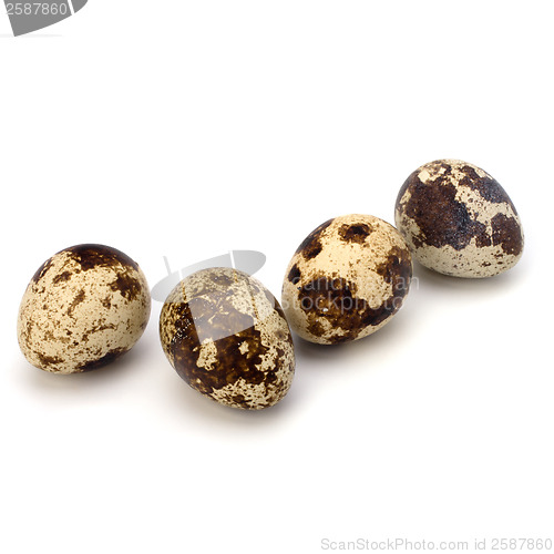 Image of quail eggs