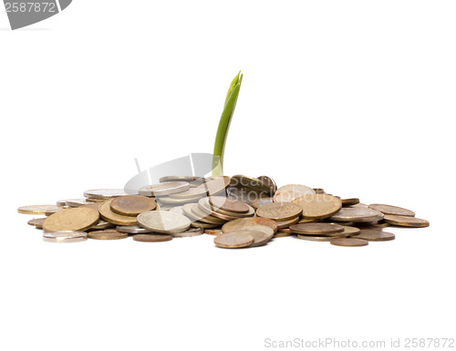 Image of Money sprouts.  Business concept