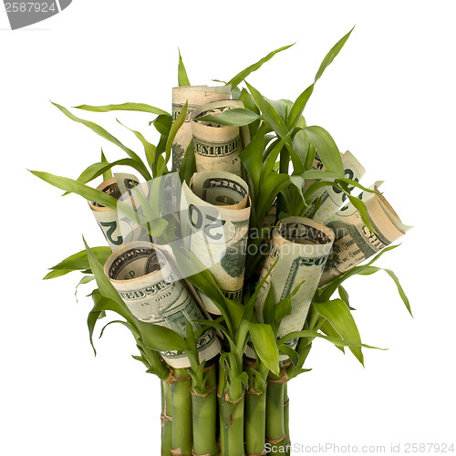 Image of Money growing concept