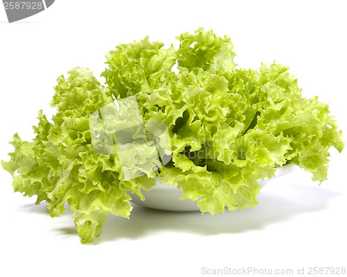 Image of Lettuce salad isolated on white background 