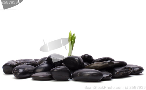 Image of grass and stones isolated on white background