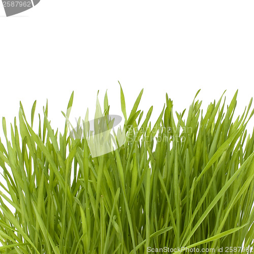 Image of grass isolated on white background