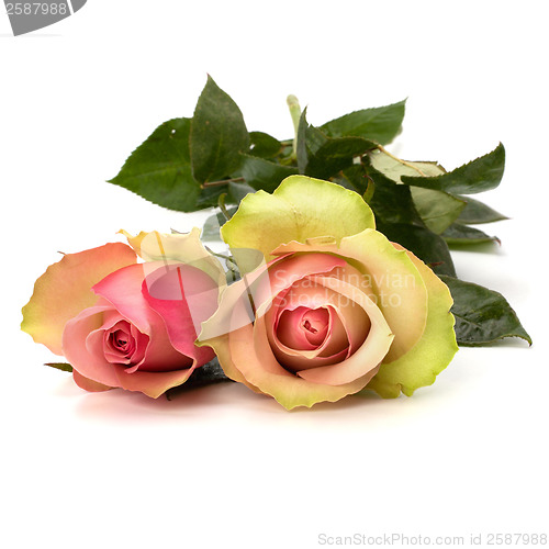 Image of Beautiful roses isolated on white background 