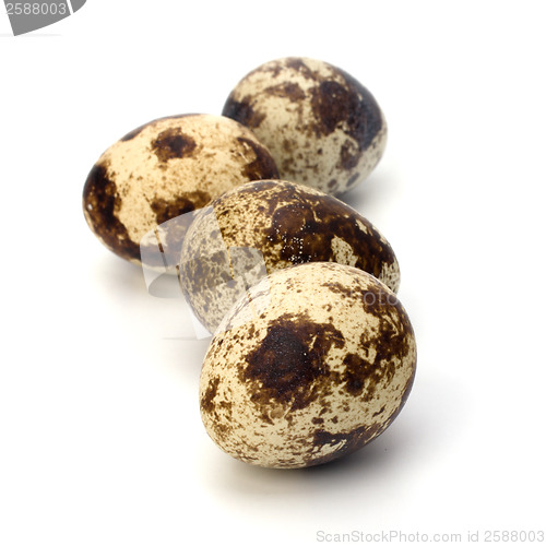 Image of quail eggs