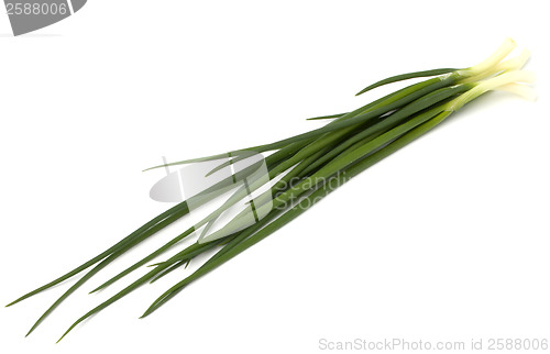 Image of spring onion isolated on white backgroun close up