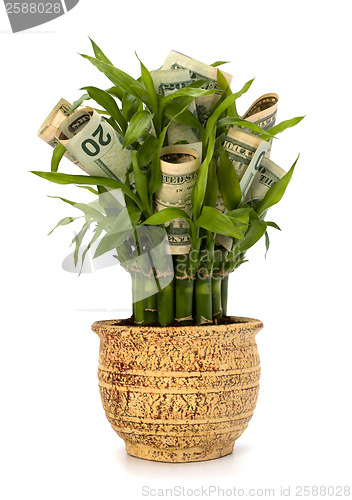 Image of Money growing concept