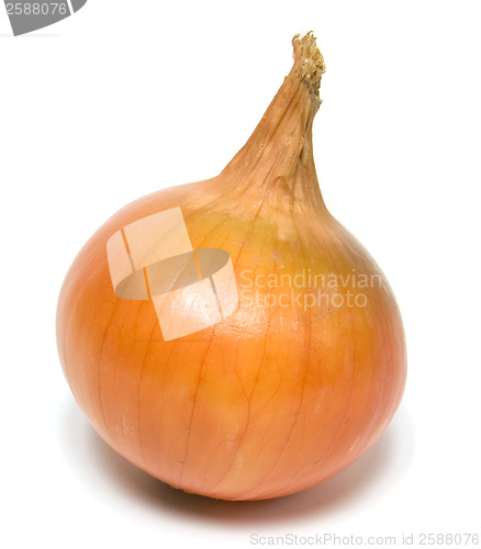 Image of onion isolated on white background