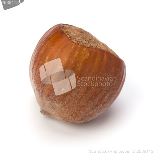 Image of hazelnut isolated on white background