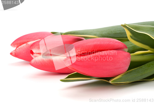 Image of tulips  isolated on white background