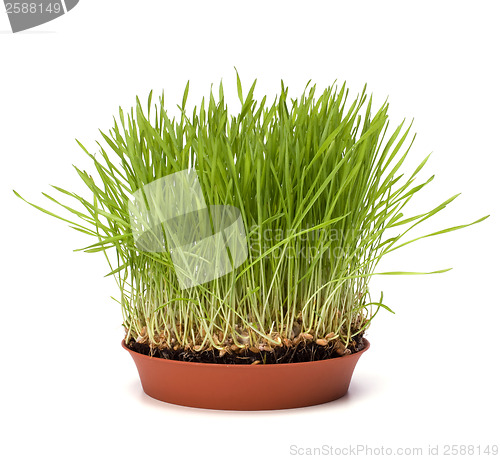 Image of grass isolated on white background