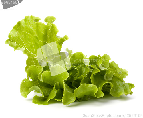 Image of Lettuce salad isolated on white background