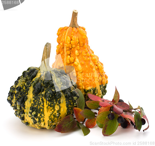 Image of Decorative pumpkin 