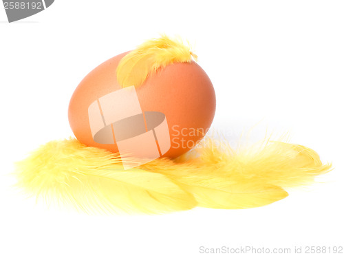 Image of Egg and feather isolated on white background. Easter decor.