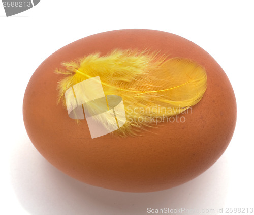 Image of egg with feather isolated on white backgroundegg with feather is