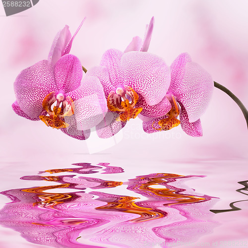 Image of beautiful orchid on pink blured background