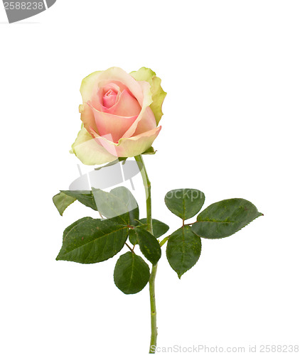 Image of Beautiful rose   isolated on white background 