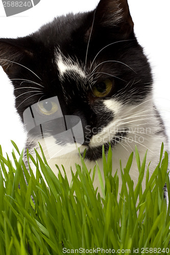 Image of cat in grass isolated on white background