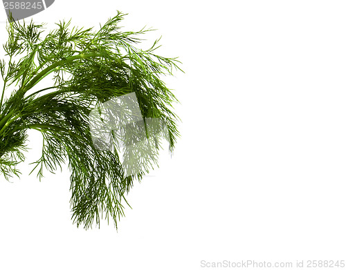 Image of dill isolated on white 