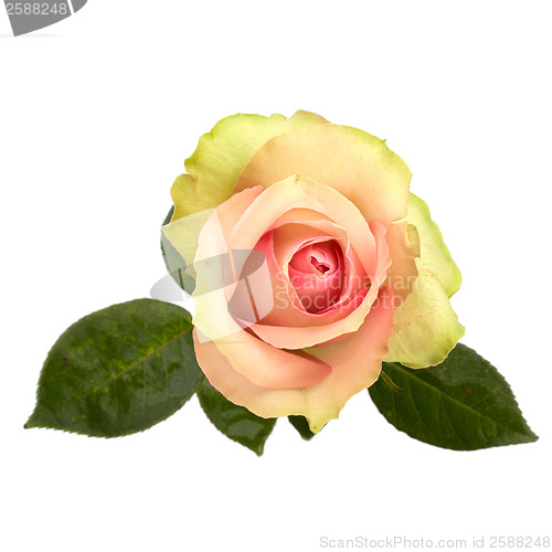 Image of Beautiful rose   isolated on white background 