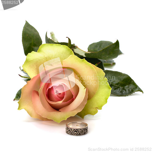 Image of Beautiful rose with wedding ring  isolated on white background 