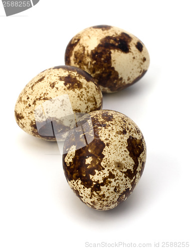 Image of quail eggs