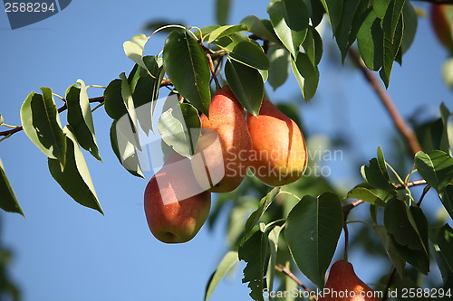 Image of ripe pears