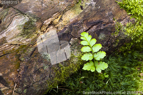 Image of A fern