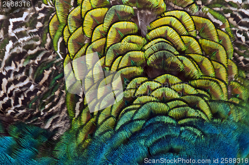 Image of Feathers of a bird (peacock)