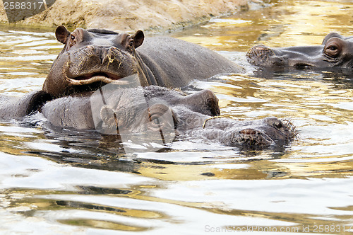 Image of Hippo (Hippopotamus)