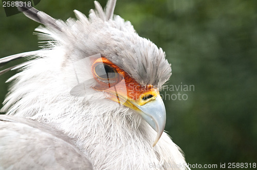 Image of Secretarybird or secretary bird