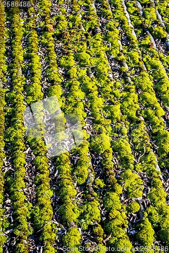 Image of Moss on a roof