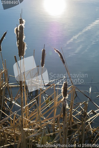 Image of Reed mace in wintertime