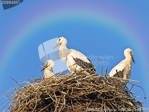 Image of Storks in a nest with a rainbow