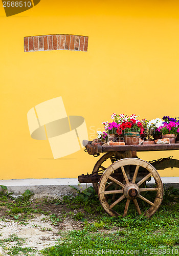 Image of Tuscany flowers