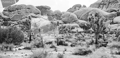 Image of Joshua Tree