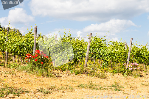 Image of Tuscany Wineyard